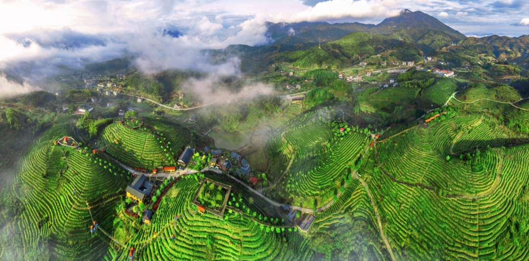  大田：當(dāng)“共享”邂逅“美人茶”